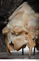 Skull Mouflon Ovis orientalis head skull 0013.jpg